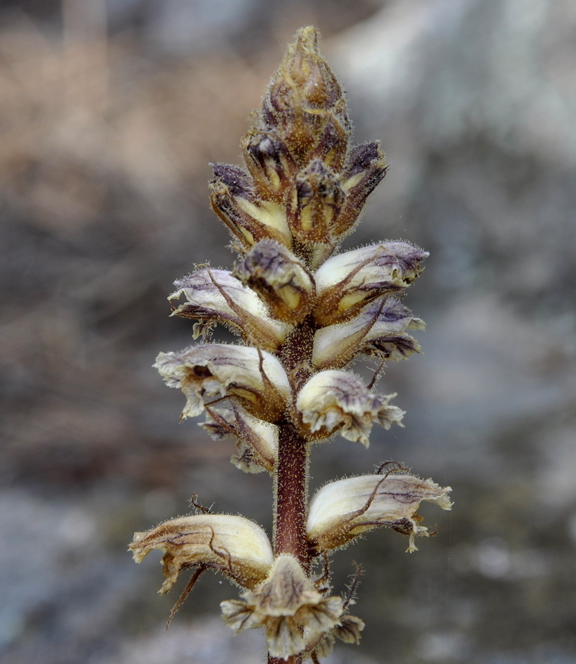 Изображение особи Orobanche minor.