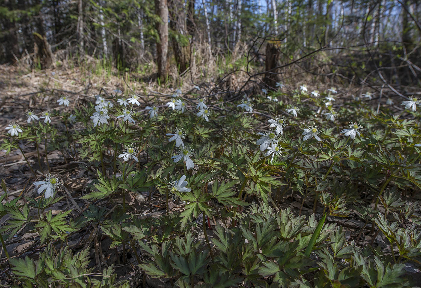 Изображение особи Anemone amurensis.