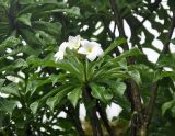 Plumeria pudica. Верхушка ветви с соцветием. Таиланд, Краби. 19.06.2013.