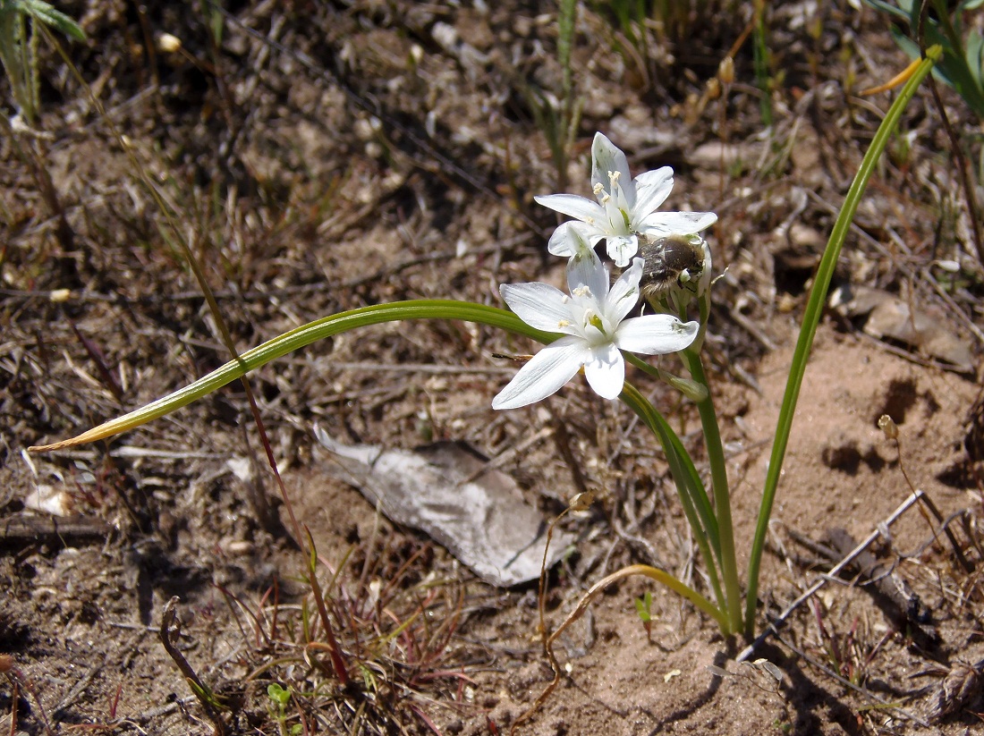 Изображение особи Ornithogalum kochii.