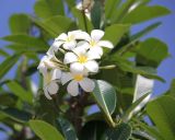 Plumeria obtusa. Верхушка побега с соцветием. Таиланд, провинция Краби, курорт Ао Нанг. 10.12.2013.