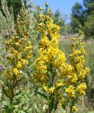 Solidago virgaurea. Отцветающие и цветущие соцветия. Восточный Казахстан, Глубоковский р-н, окр. с. Бобровка. 14.08.2008.