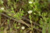 Arenaria uralensis