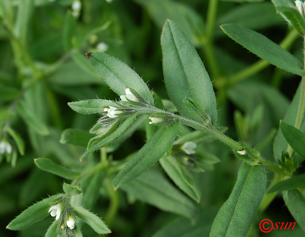 Изображение особи Buglossoides arvensis.