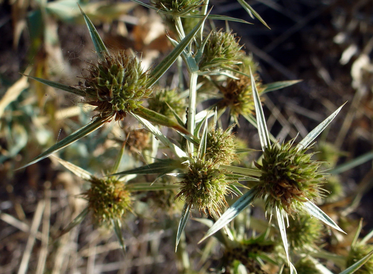 Изображение особи Eryngium campestre.