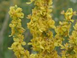 Verbascum lychnitis. Часть соцветия. Восточный Казахстан, г. Усть-Каменогорск, правый берег р. Иртыш, луг. 10.07.2005.