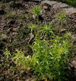 Fritillaria imperialis