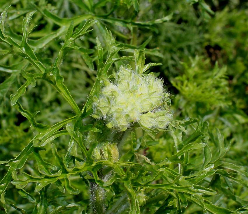 Image of Malva moschata specimen.