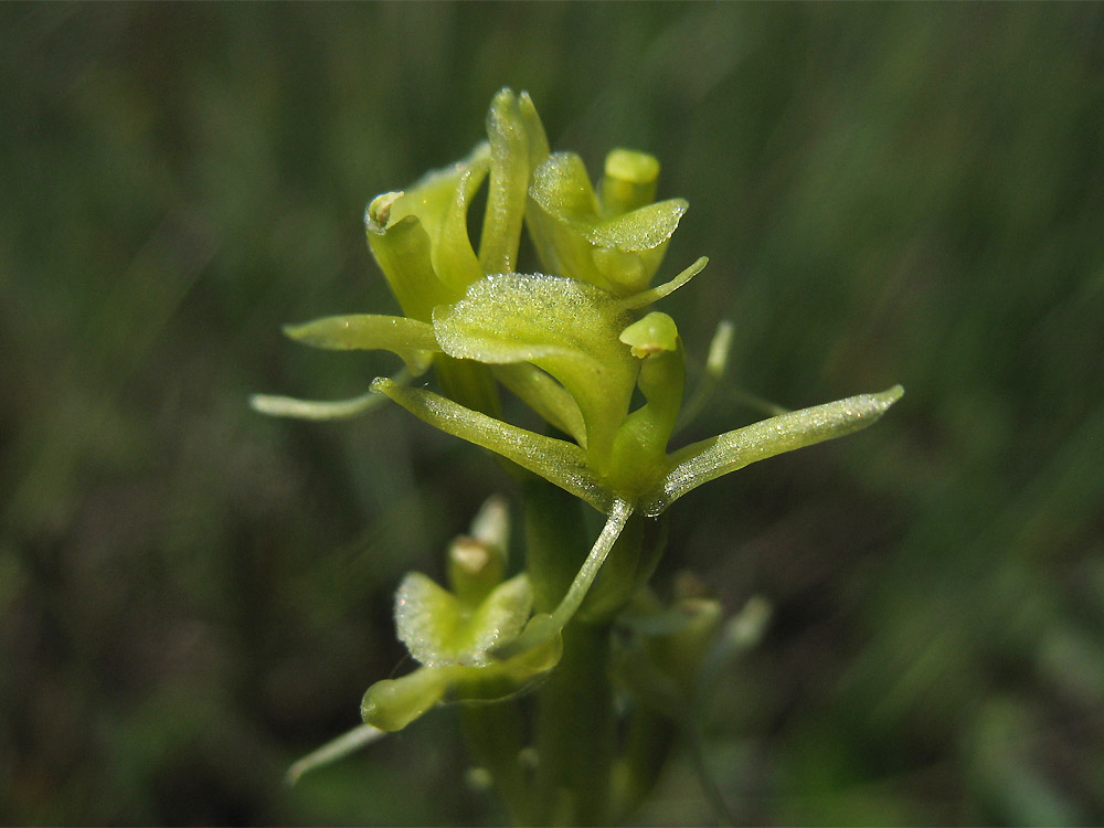 Image of Liparis loeselii specimen.