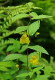 Impatiens noli-tangere