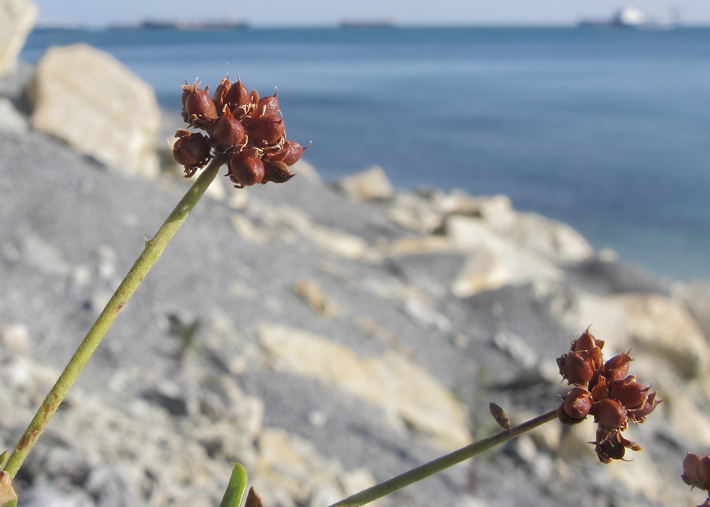 Image of Dorycnium herbaceum specimen.