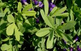 Baptisia australis