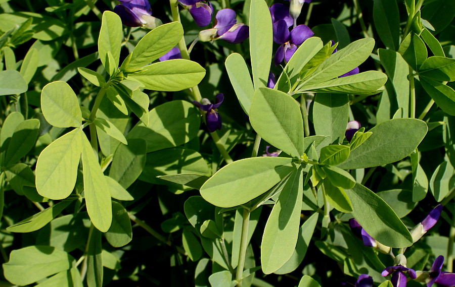 Изображение особи Baptisia australis.