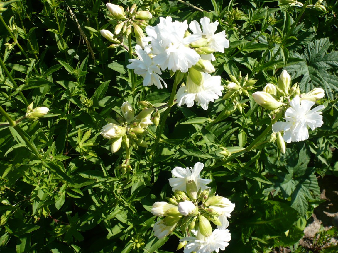 Изображение особи Saponaria officinalis.