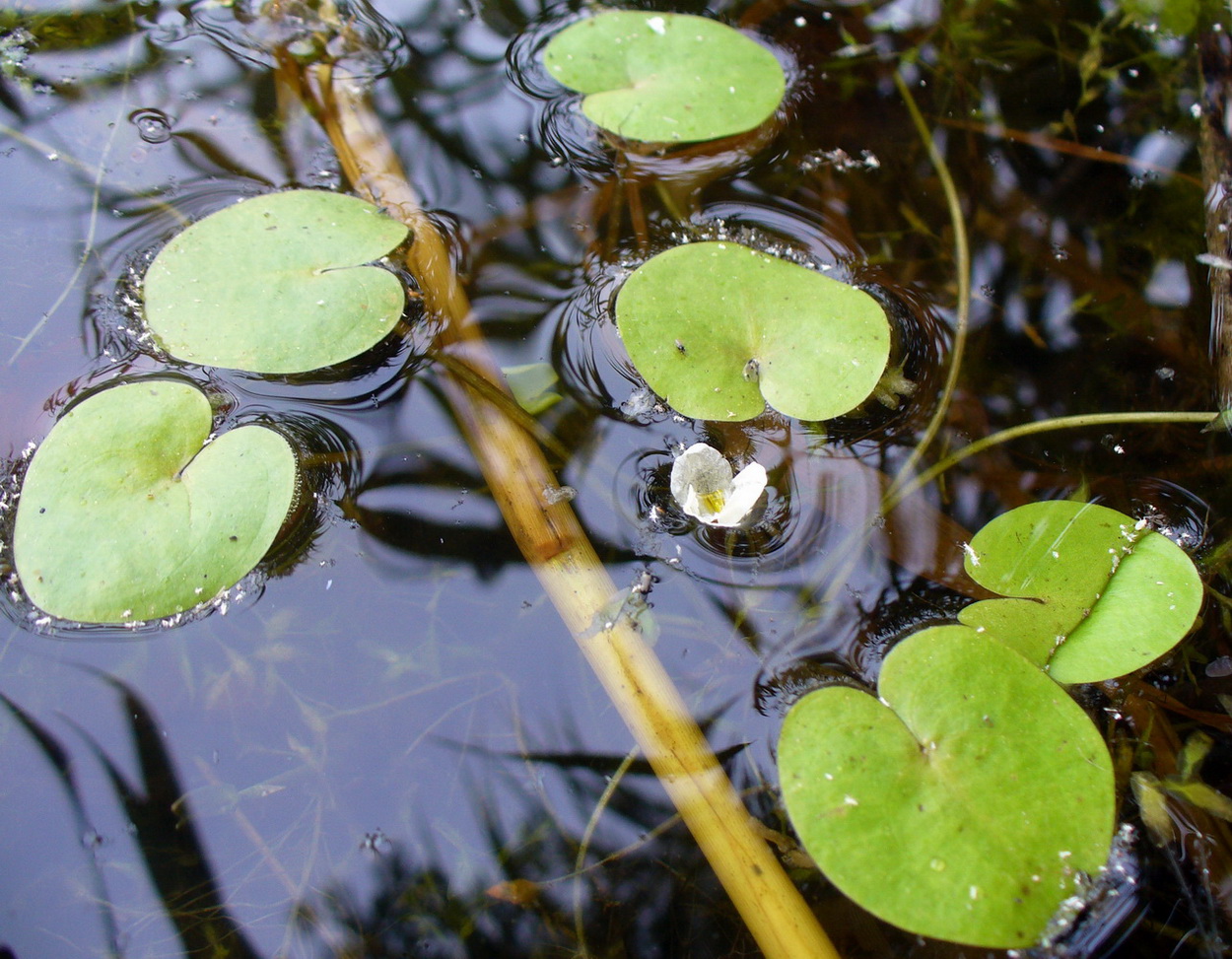 Image of Hydrocharis morsus-ranae specimen.