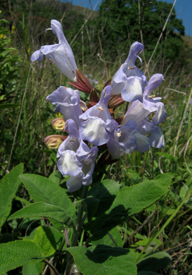 Image of Salvia tomentosa specimen.