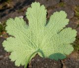 Geranium renardii. Лист (нижняя сторона). Германия, г. Дюссельдорф, Ботанический сад университета. 03.06.2014.