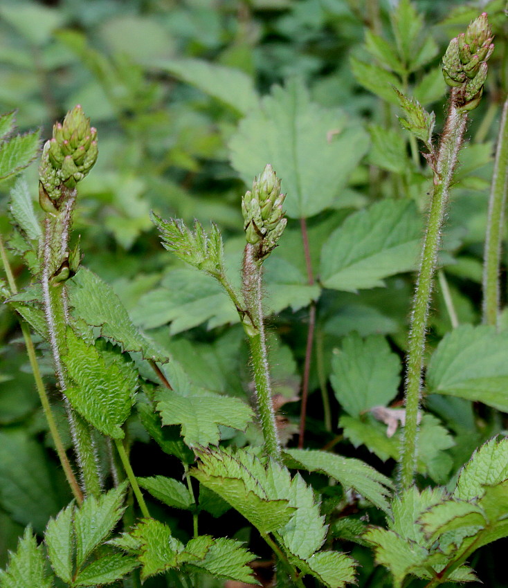 Изображение особи Astilbe chinensis var. davidii.