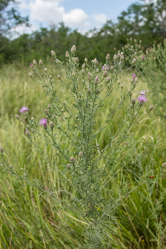 Изображение особи род Centaurea.