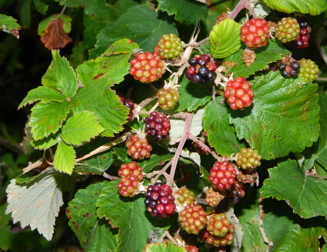 Image of Rubus sanctus specimen.