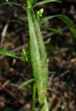 Conyza canadensis