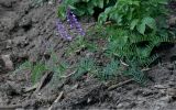 род Vicia
