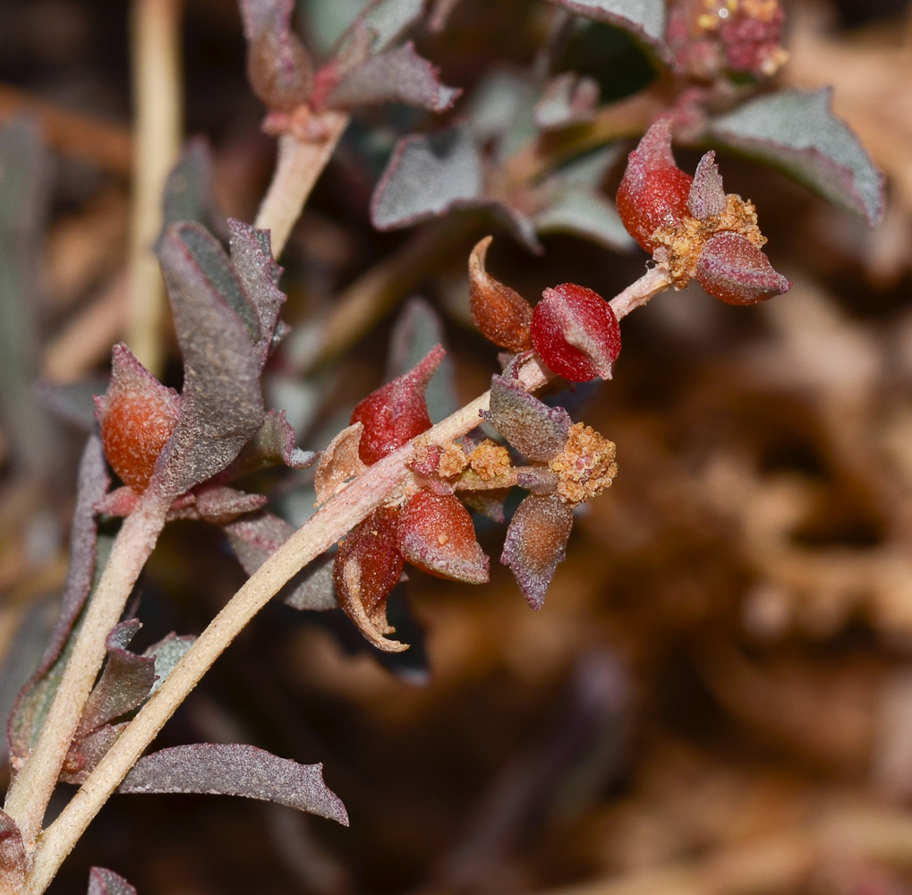 Image of Atriplex semibaccata specimen.