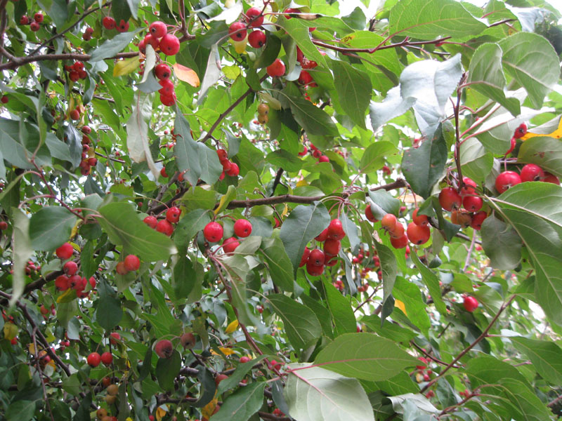 Image of Malus prunifolia specimen.