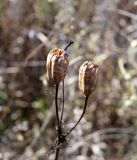 genus Lilium. Засохшие вскрывшиеся коробочки. Амурская обл., в ~40 км севернее Благовещенска, поле перед холмом. 01.10.2014.