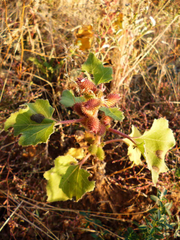 Image of Xanthium orientale specimen.