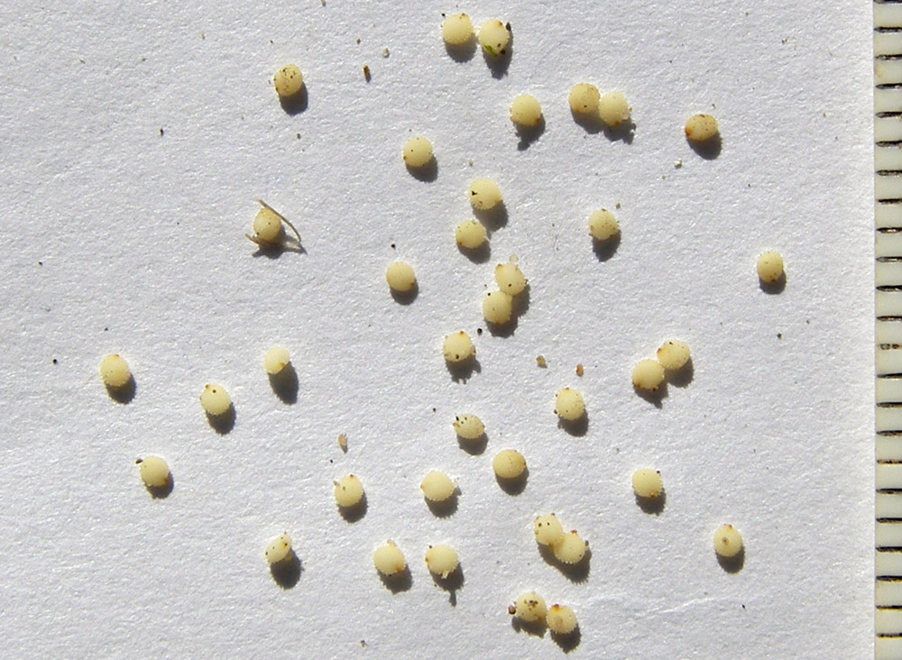 Image of Myosoton aquaticum specimen.