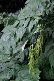 Aruncus sylvestris. Верхушка побега с соплодием. Карачаево-Черкесия, окр. пос. Домбай, долина р. Аманауз. 27.07.2014.