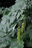 Aruncus sylvestris