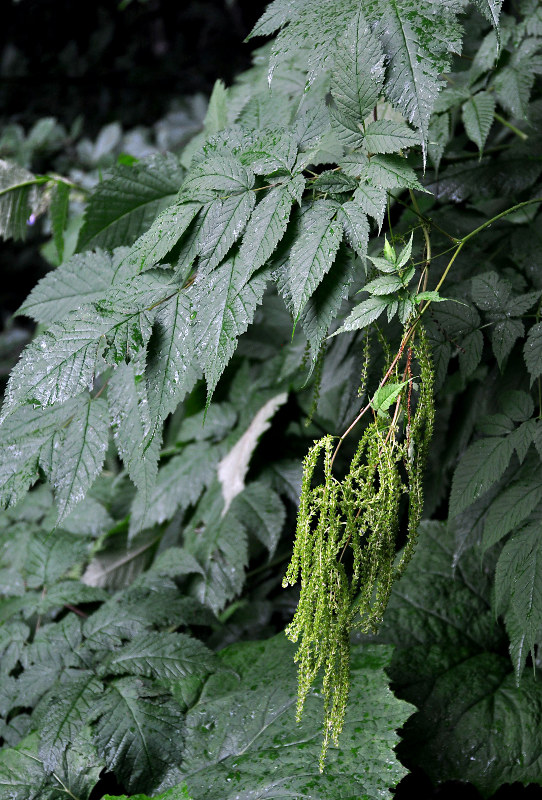 Изображение особи Aruncus sylvestris.