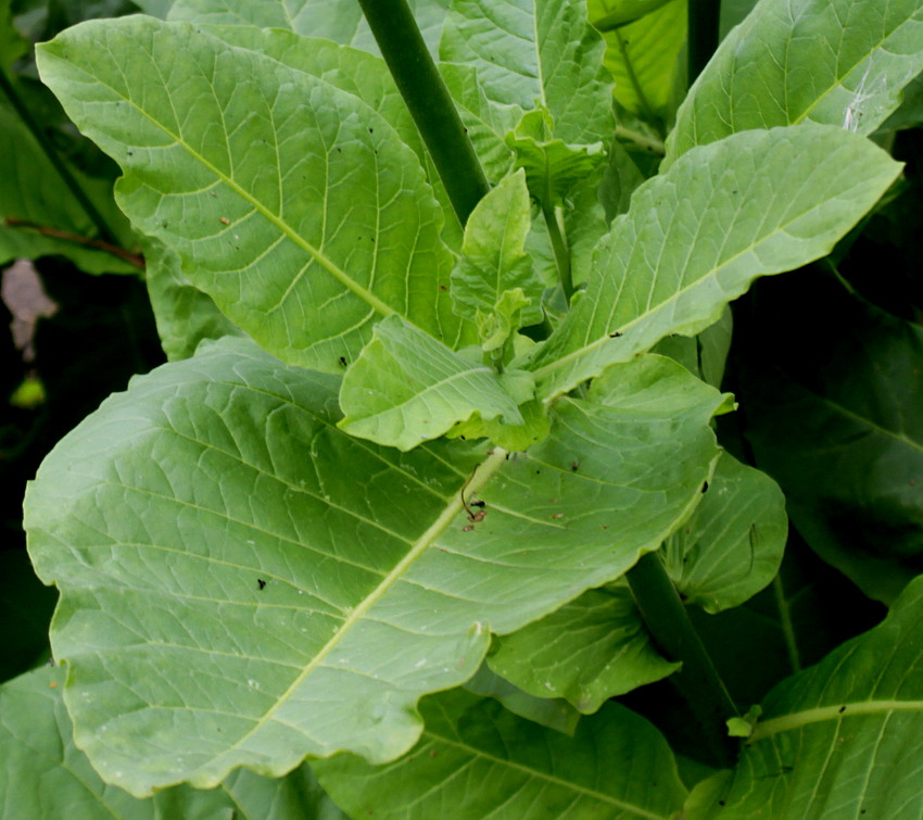 Изображение особи Nicotiana sylvestris.