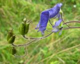 Aconitum volubile. Верхушка побега с цветками и незрелыми плодами-многолистовками. Томская обл., окр. г. Томск, лесной луг. 24.08.2009.