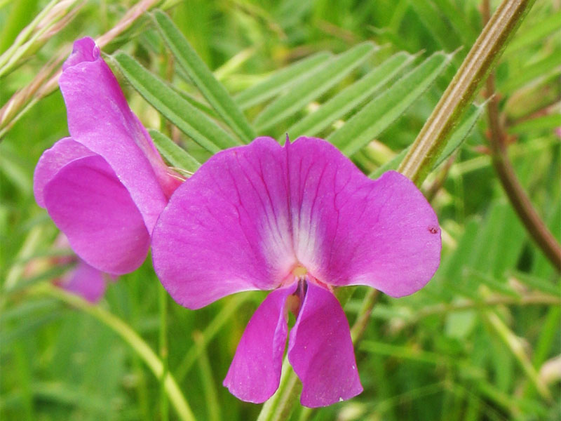 Image of Vicia angustifolia specimen.