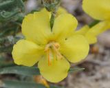 Verbascum pinnatifidum