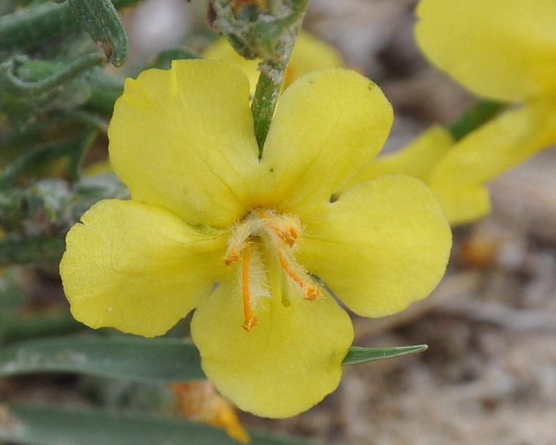 Изображение особи Verbascum pinnatifidum.