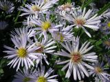 Symphyotrichum novi-belgii