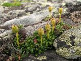 Diapensia lapponica