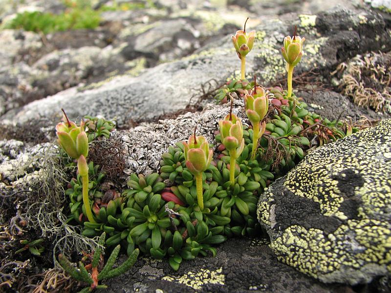 Изображение особи Diapensia lapponica.