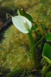 Calla palustris