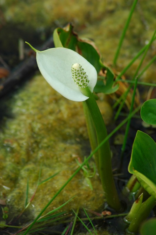 Изображение особи Calla palustris.