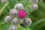 Arctium tomentosum. Соцветия. Алтайский край, Краснощековский р-н, с. Тигирек. 27 июля 2007 г.