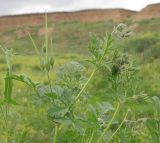 Erodium ciconium. Верхушка плодоносящего растения. Краснодарский край, Темрюкский р-н, мыс Железный Рог, приморский обрывистый глинистый склон. 09.05.2015.