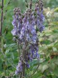 Aconitum septentrionale