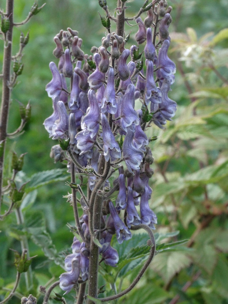 Изображение особи Aconitum septentrionale.