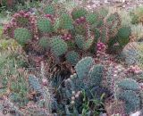род Opuntia