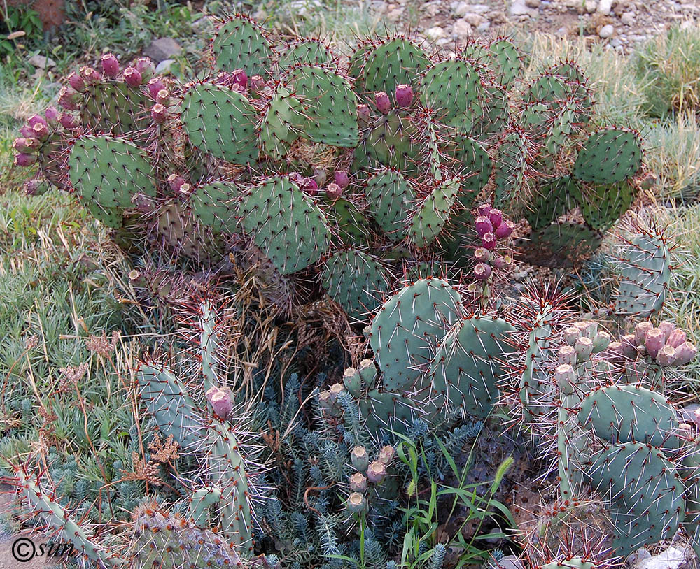 Изображение особи род Opuntia.